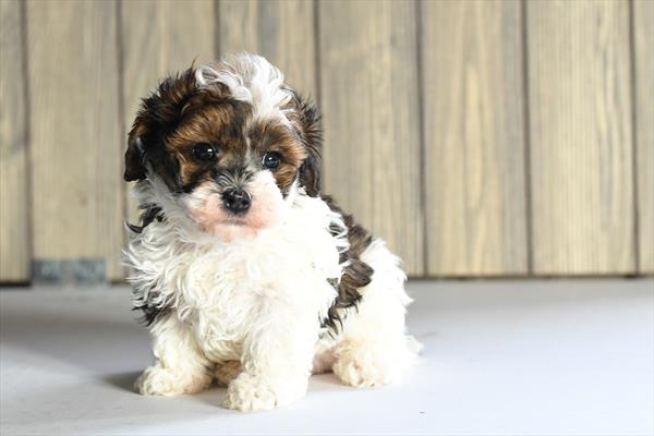 [#253688-01]  - Brindle / White M Cavapoo Puppies For Sale
