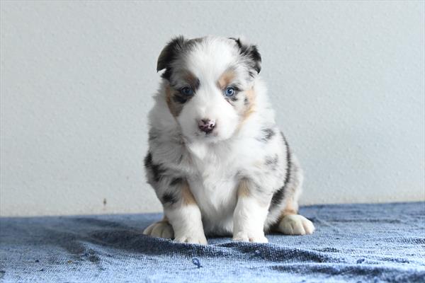 [#253778-05]  - Blue Merle F Australian Shepherd Puppies For Sale