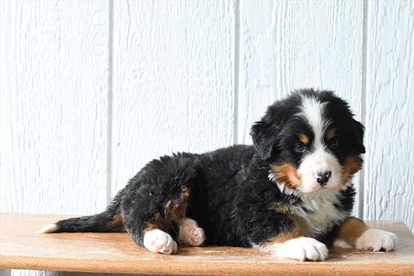 [#253681-01]  - Black Rust / White M Bernese Mountain Dog Puppies For Sale
