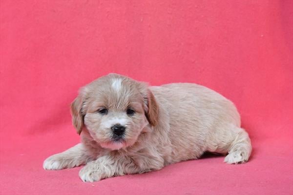 [#253692-04]  - Light Golden F Goldendoodle Mini Puppies For Sale