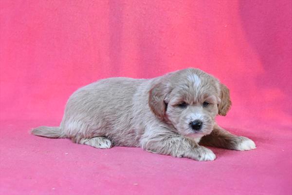 [#253692-06]  - Light Golden F Goldendoodle Mini Puppies For Sale