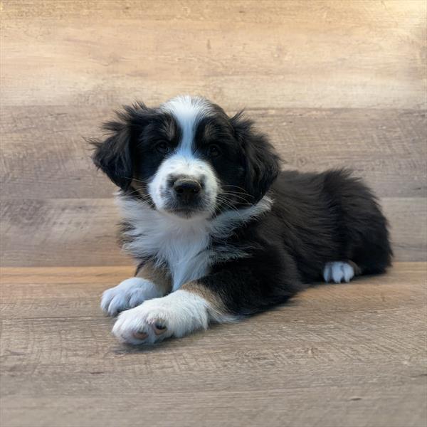 [#253619-02]  - Tri-Colored M Miniature Australian Shepherd Puppies For Sale
