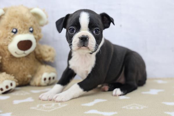 [#253632-02]  - Black / White F Boston Terrier Puppies For Sale