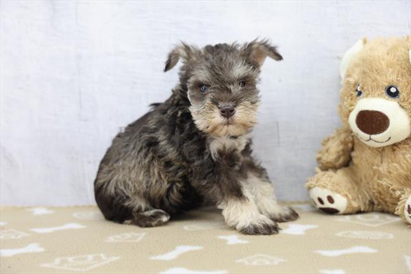 [#253631-02]  - Salt / Pepper M Miniature Schnauzer Puppies For Sale