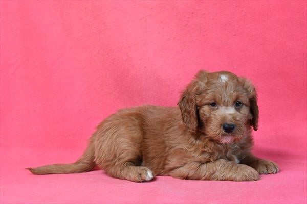 [#266-01]  - Red M Goldendoodle Mini Puppies For Sale