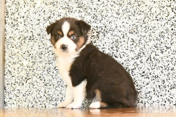 [#253815-02]  - Red Tan / White M Miniature American Shepherd Puppies For Sale