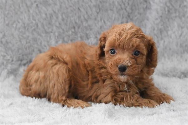 [#253736-02]  - Red M Poodle Puppies For Sale