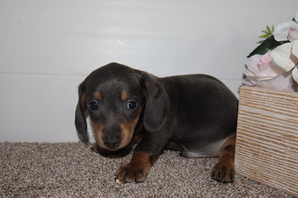 [#253817-02]  - Gray / Tan M Dachshund Puppies For Sale