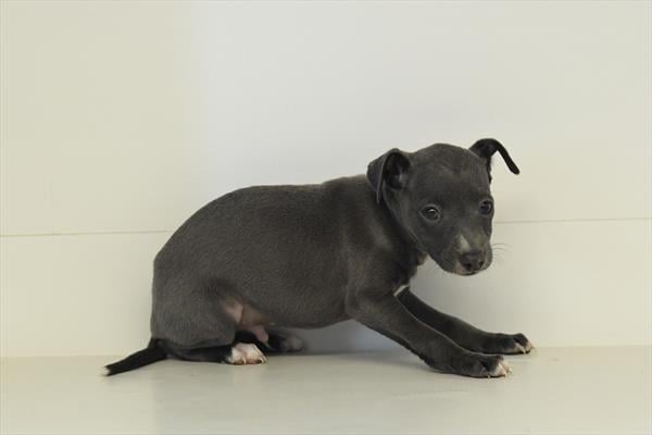 [#2648-07]  - Blue / White M Italian Greyhound Puppies For Sale