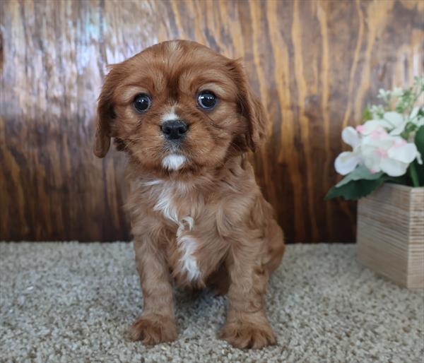[#2668-03]  - Ruby F Cavalier King Charles Spaniel Puppies For Sale
