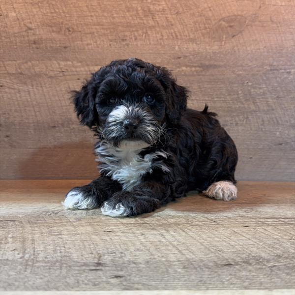 [#2689-01]  - Black / White M Yorkiepoo Puppies For Sale