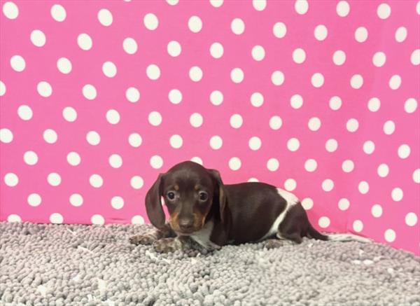 [#2672-04]  - F Dachshund Puppies For Sale