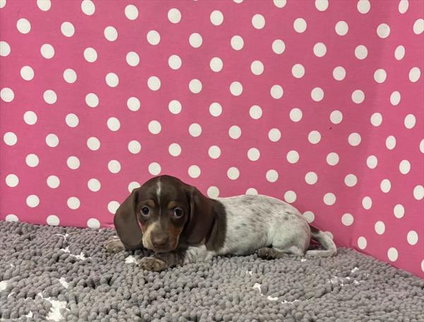 [#2672-03]  - F Dachshund Puppies For Sale