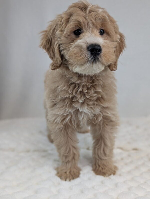 [#253692-04]  - Light Golden F Goldendoodle Mini Puppies For Sale