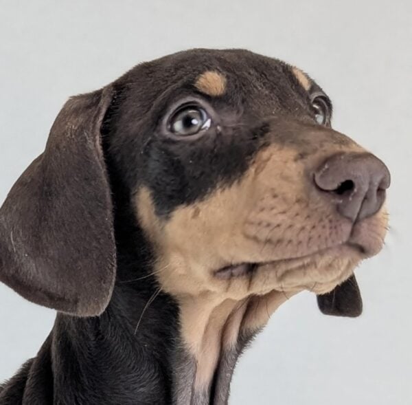 [#253826-06]  - Brown / Tan F Doberman Pinscher Puppies For Sale