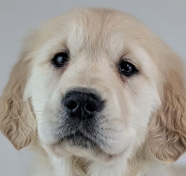 [#253611-07]  - Light Golden F Golden Retriever Puppies For Sale