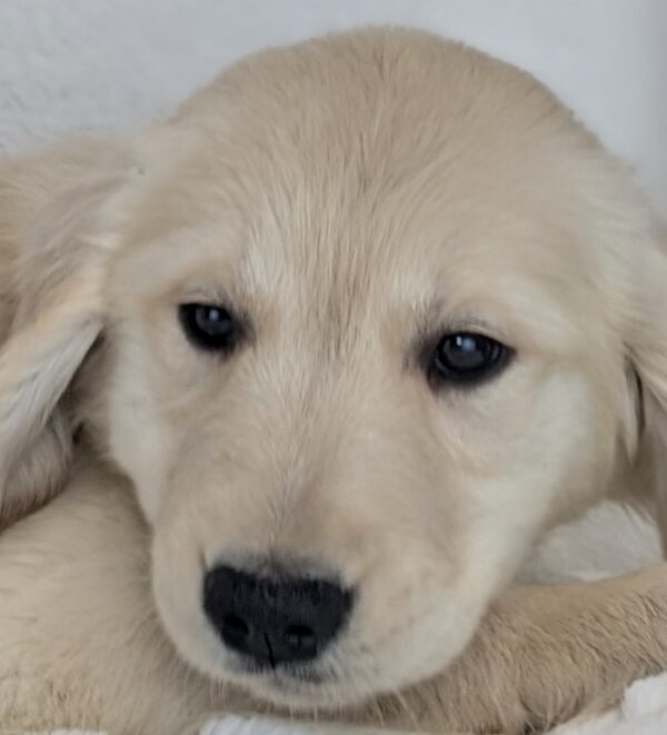 [#253612-02]  - Light Golden M Golden Retriever Puppies For Sale