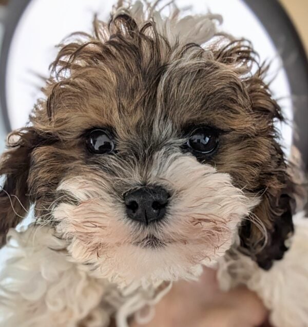 [#253688-01]  - Brindle / White M Cavapoo Puppies For Sale