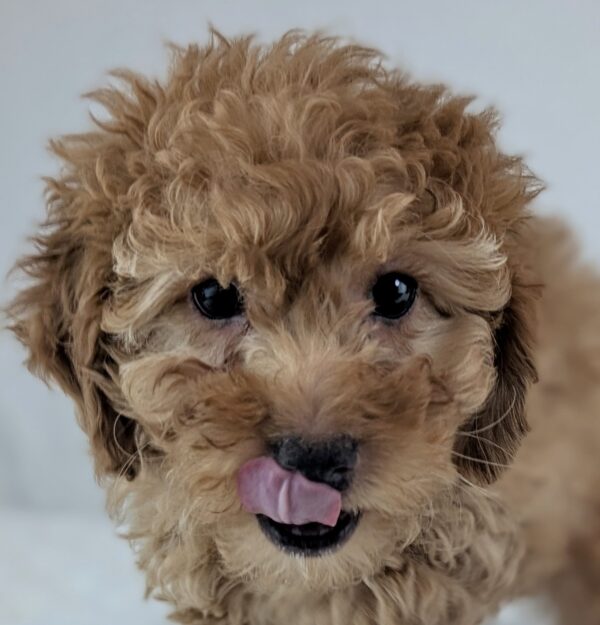 [#253566-06]  - Red F Poodle Puppies For Sale