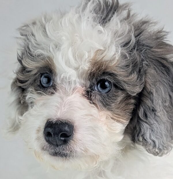 [#253657-08]  - White F Bernedoodle Mini 2nd Gen Puppies For Sale