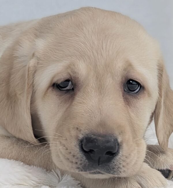 [#2656-04]  - Yellow F Labrador Retriever Puppies For Sale