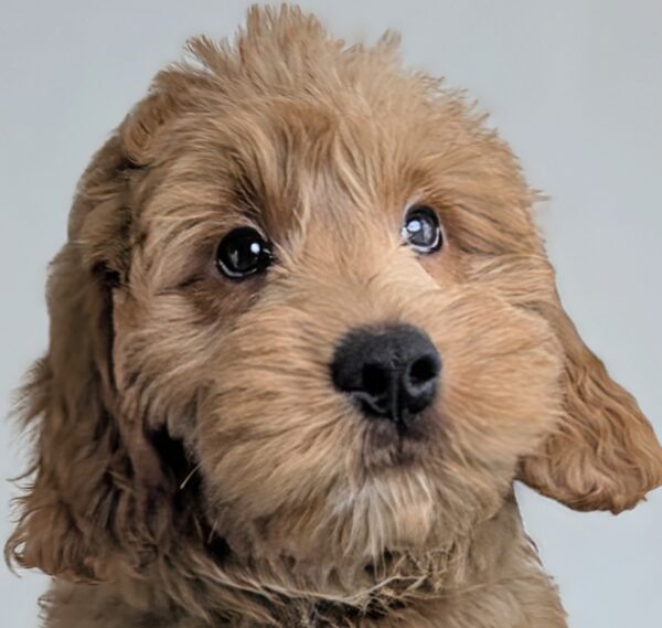 [#253643-03]  - Red M Goldendoodle Mini Puppies For Sale