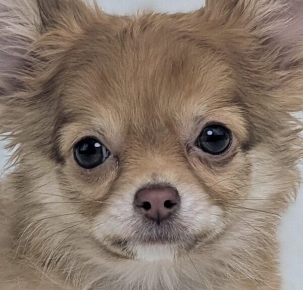 [#26162-01]  - Brown M Chihuahua Puppies For Sale