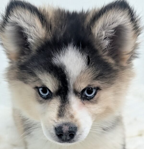 [#253518-05]  - Black Sable F Pomsky Puppies For Sale