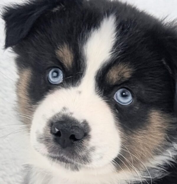 [#253815-02]  - Red Tan / White M Miniature American Shepherd Puppies For Sale