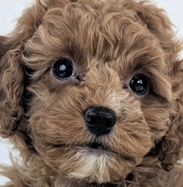 [#253736-02]  - Red M Poodle Puppies For Sale