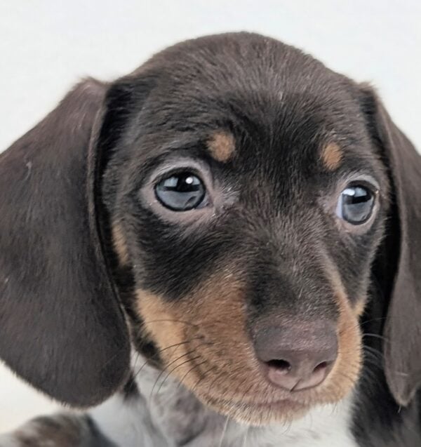 [#2672-04]  - F Dachshund Puppies For Sale