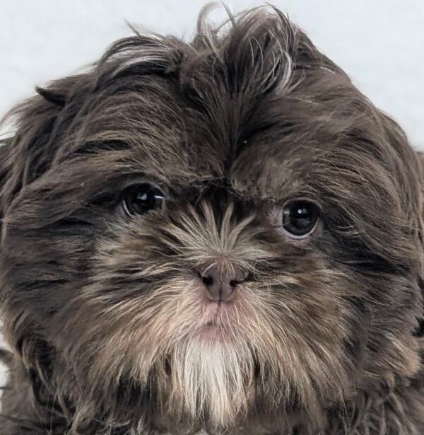 [#253755-02]  - Chocolate / White M Shih Tzu Puppies For Sale