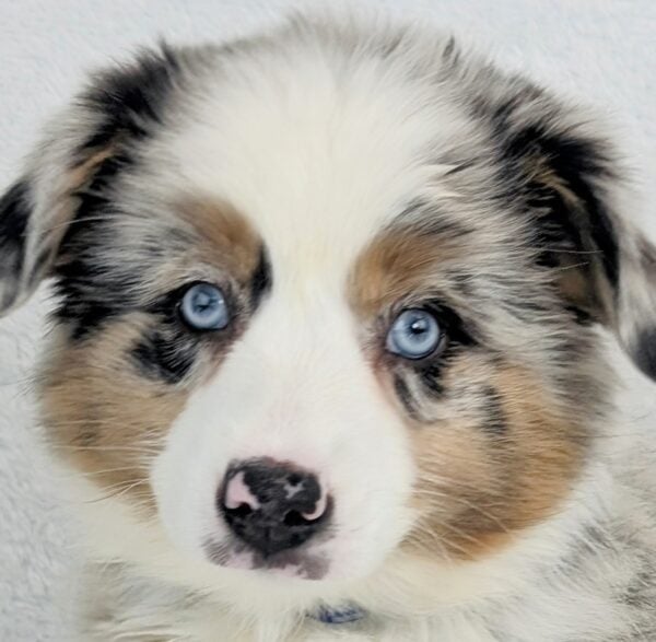 [#253778-05]  - Blue Merle F Australian Shepherd Puppies For Sale