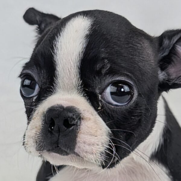 [#253632-02]  - Black / White F Boston Terrier Puppies For Sale