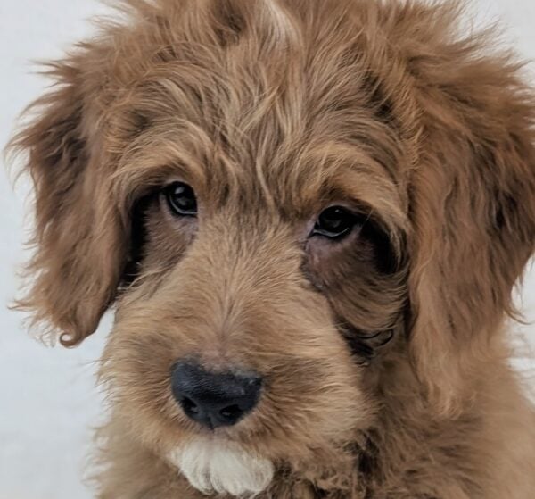 [#266-01]  - Red M Goldendoodle Mini Puppies For Sale
