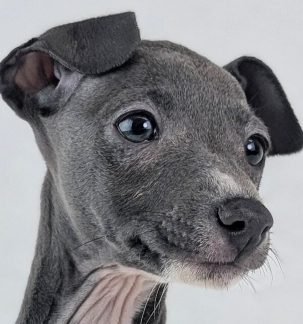 [#2648-07]  - Blue / White M Italian Greyhound Puppies For Sale
