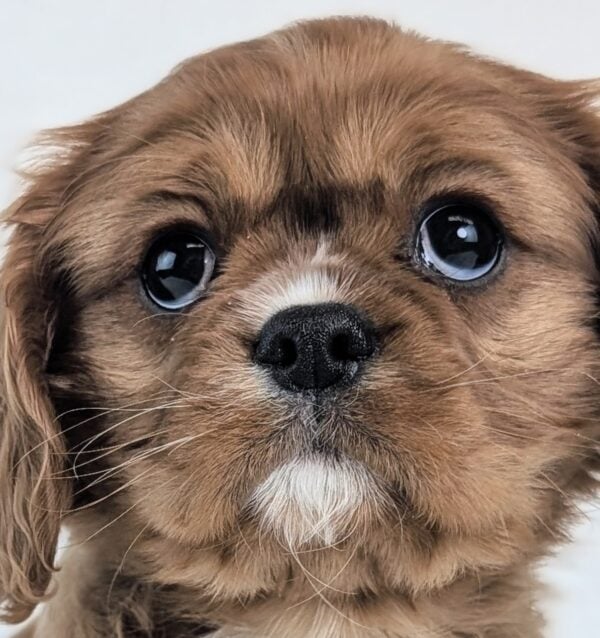 [#2668-03]  - Ruby F Cavalier King Charles Spaniel Puppies For Sale