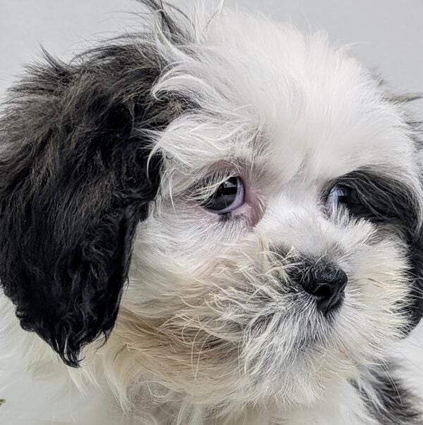 [#26145-06]  - Sable F Lhasa Apso Puppies For Sale