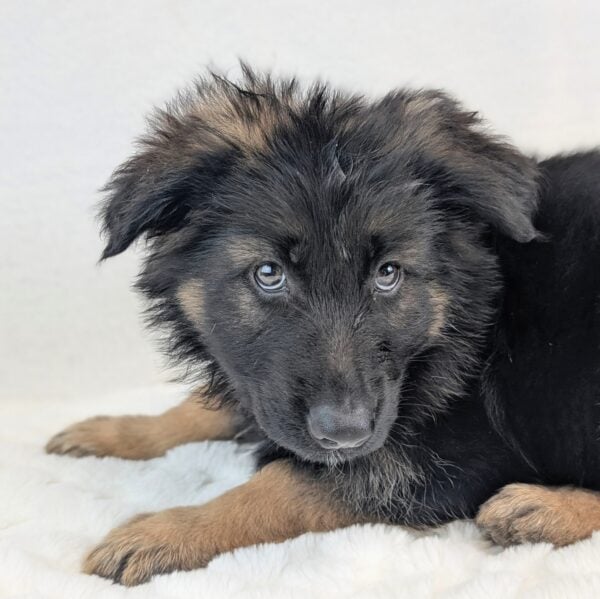 [#253832-05]  - Black / Tan F German Shepherd Dog Puppies For Sale