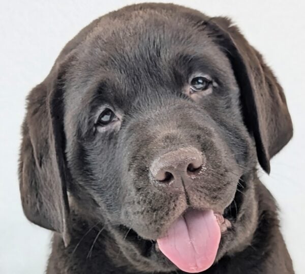 [#2658-02]  - Chocolate M Labrador Retriever Puppies For Sale