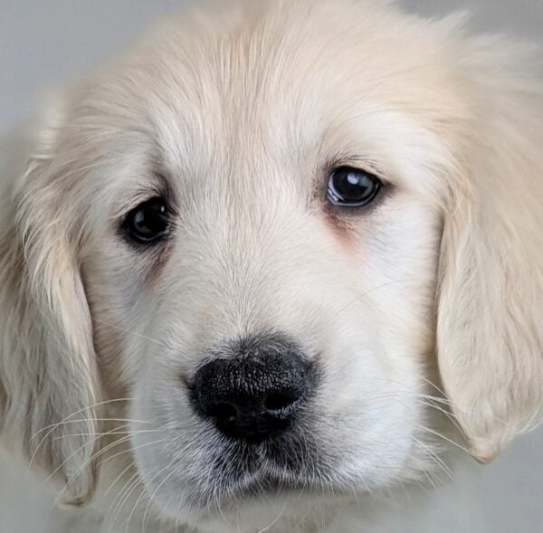 [#2667-06]  - Light Golden F Golden Retriever Puppies For Sale