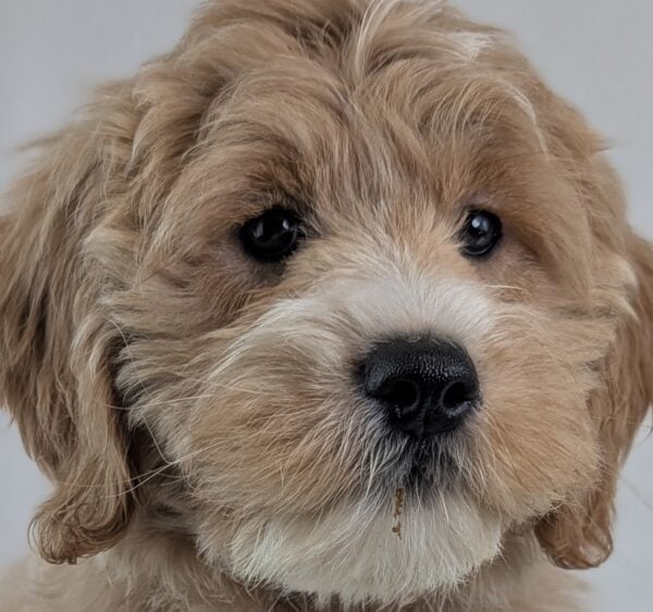 [#253692-06]  - Light Golden F Goldendoodle Mini Puppies For Sale