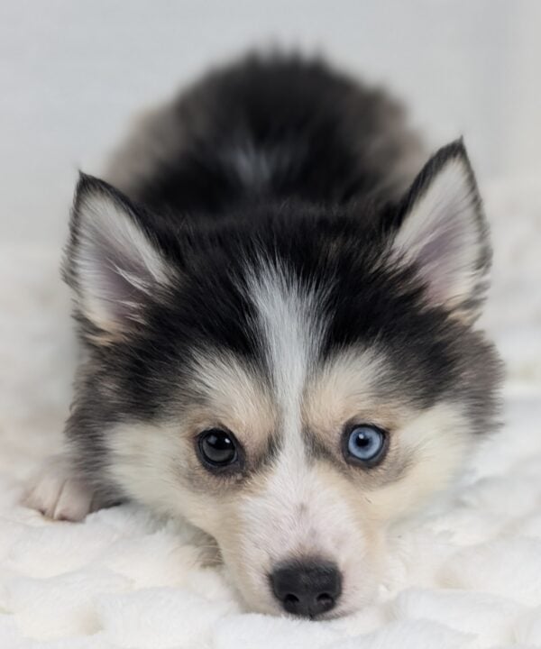 [#253702-06]  - Gray / White F Pomsky Puppies For Sale