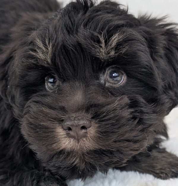 [#26339-01]  - Chocolate M Miniature Schnauzer Puppies For Sale