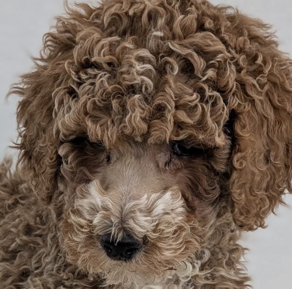 [#26248-03]  - Golden F Poodle Standard Puppies For Sale