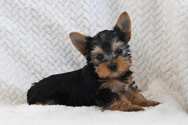 [#2680-03]  - Black / Tan F Yorkshire Terrier Puppies For Sale