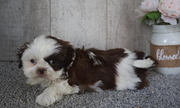 [#253757-02]  - Chocolate / White F Shih Tzu Puppies For Sale