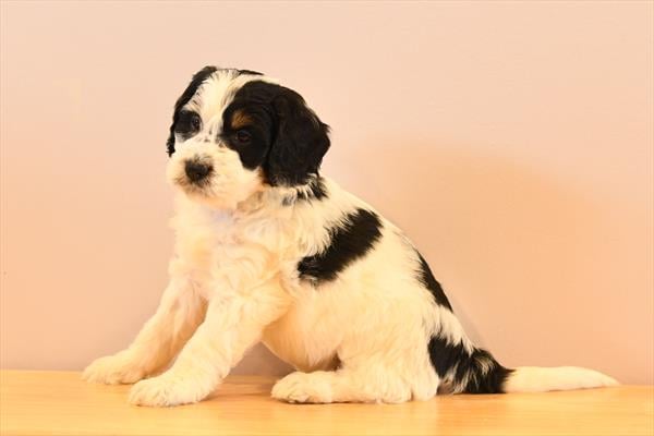 [#2619-02]  - Black White / Tan M Bernedoodle Mini 2nd Gen Puppies For Sale