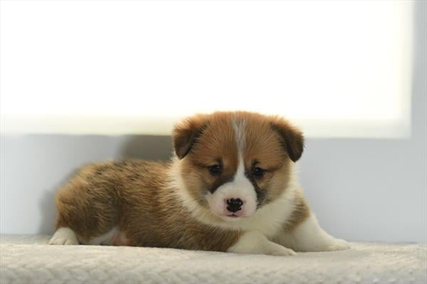 [#26230-02]  - Red / White M Pembroke Welsh Corgi Puppies For Sale