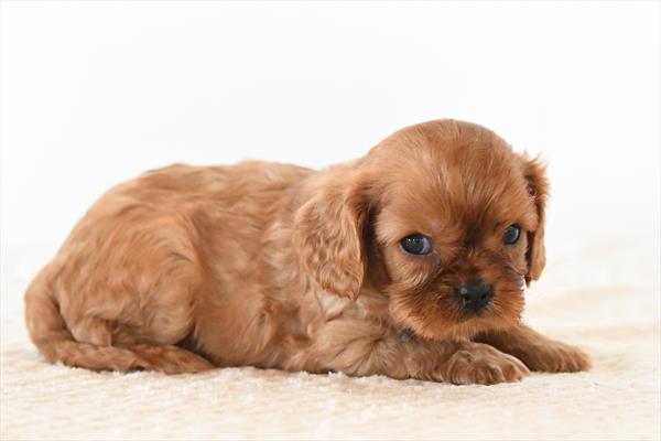 [#26354-04]  - Ruby M Cavalier King Charles Spaniel Puppies For Sale